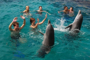 Dolphin swim