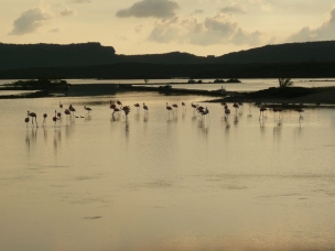 Flamingo area
