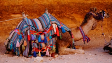 Petra, kameel