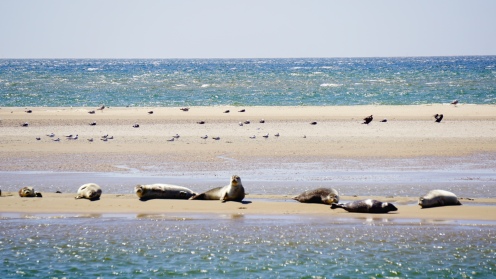 Zeehondjes op de zandbank voor Vlieland